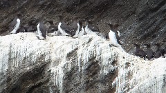 birds; Vestmannaeyjar Bjarrnarey Iceland, IS