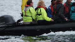 zodiac trip; Vestmannaeyjar Bjarrnarey Iceland, IS