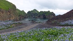 Iceland; Vestmannaeyjar