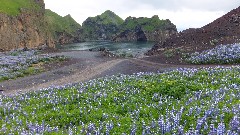 Vestmannaeyjar Iceland, IS