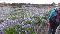 Ruth Bennett McDougal Dorrough; purple floewers; Vestmannaeyjar Iceland, IS