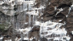 birds; Vestmannaeyjar Heimaey Iceland, IS