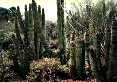 Arizona; Cactus