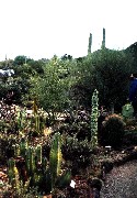 Arizona; Cactus