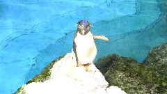 Penguin; Aquarium Boston, MA