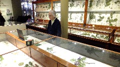 Ruth Dorrough; glass flowers; Peabody Museum at Harvard Boston, MA