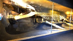 dinosaur bones; Peabody Museum at Harvard Boston, MA