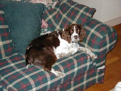 Mac dog; Trips New England Jacobs Christening