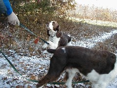Trips New England Jacobs Christening Mac Wyatt dog