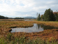 Acadia