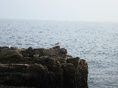 from Great Head Trail; Acadia