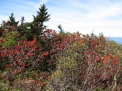Acadia