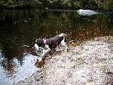 Trips New England Hampshire Mac dog