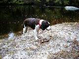 Trips New England Hampshire Mac dog