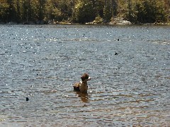 Friends Family Trips New England Hampshire Wyatt dog