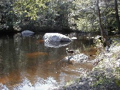 Trips New England Hampshire Kat s land Wyatt dog