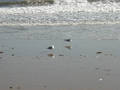 Trips New England Hampshire beach birds