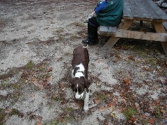 Wyatt dog; Kat s cabin; New England New Hampshire