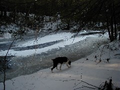 Wyatt dog; Kat s land near Cabin; New Hampshire