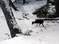 Wyatt dog; New Hampshire