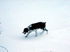 Wyatt dog; snow; New Hampshire 2005-01;