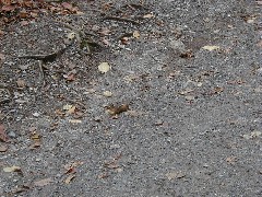 chipmunk The Flume Franconia Notch Hiking White Mountains New Hampshire