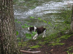 MacM dog
