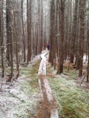boardwalk; Bradford Bog; Bradford NH