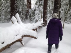 Ruth Dorrough; Bradford Tall Pines State Forest; Bradford NH