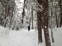 Ruth Dorrough; Bradford Tall Pines State Forest; snow; Bradford NH