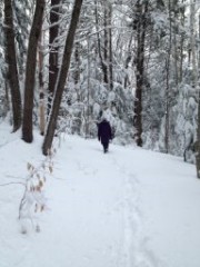 Ruth Dorrough; Bradford Tall Pines State Forest; snow; Bradford NH