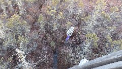 Ellery Kate Wheeler; Bradford Bog; Bradford, NH