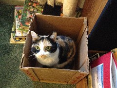 Katrina; Mom s kat in her temporary home
