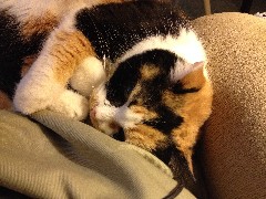 Katrina the Cat