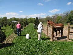 Karen Rose; Judy Dorrough; feeding the horse carrots
