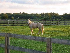 horse; Trips; Ohio; August