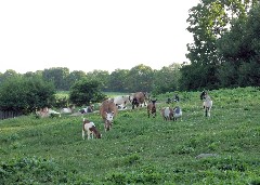 animals on Whaley Road farm (Union Road) in Medway Ohio