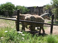 elephants at the Columbus zoo