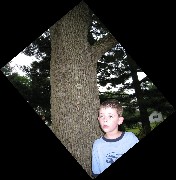 Spencer Tate Clabaugh; tree face; rotated
