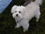 Ohio Holly dog