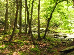 Dwarfskill stream behind Ben s cabin