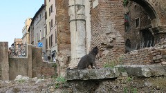 cat; Rome; Via del Teatro di Marcello