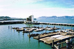 San Francisco Sea Lions at Fisherman s wharf