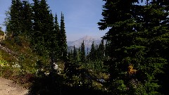 Maple Heather Trail; Cascades, WA