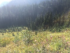 Maple Heather Trail; Cascades, WA
