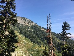 Maple Heather Trail; Cascades, WA