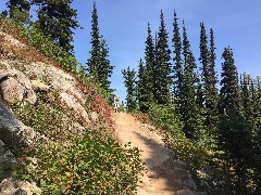 Maple Heather Trail; Cascades, WA