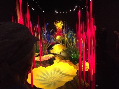 Chihuly Garden and Glass; Seattle, WA