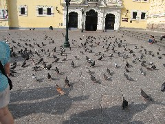 Lima Peru South America Trips birds