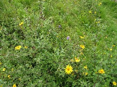 Temple of the Sun; Qoricancha; Peru South America Trips flowers